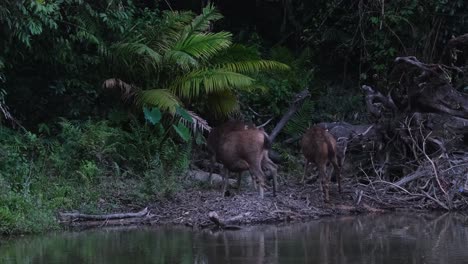 Sambarhirsch,-Rusa-Unicolor,-Pflege-Und-Kratzen-Als-Gruppe,-Bevor-Der-Abend-Kommt,-Während-Ein-Anderer-Sein-Rechtes-Hinterbein-Hebt,-Um-Sich-Im-Khao-Yai-Nationalpark,-Thailand,-Zu-Lecken-Und-Zu-Reinigen