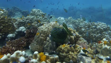 scribbled file fish forages around massive coral with christmas tree worms