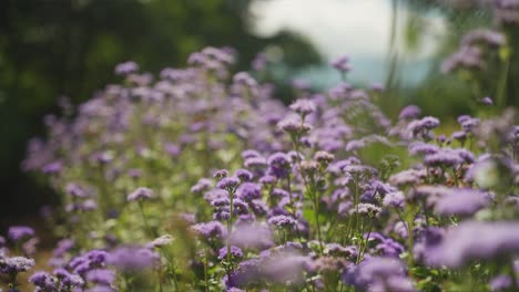 amazing gimbal shot of purple flowers with bugs and bees flying