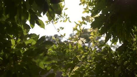 Leaves-swaying-in-the-wind-on-sunny-day