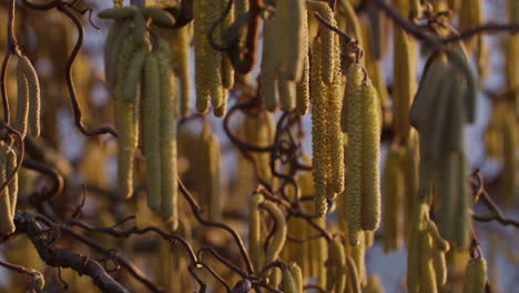 green hazel blossoms moving in the wind on a sunny evening in late february