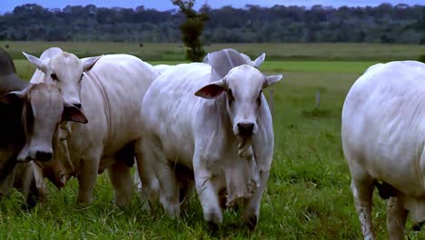 close view of white nelore cattle walking lush green pasture eye level