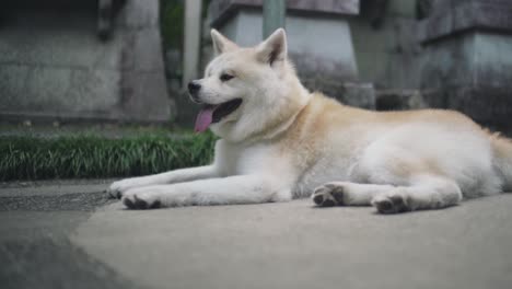 Perro-Japonés-Akita-Inu-Acostado-Y-Jadeando-En-El-Suelo-En-El-Famoso-Santuario-Inari-En-Kyoto,-Japón,-En-Un-Caluroso-Día-De-Verano