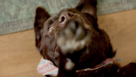 close up of dog lying and playing on floor, slow motion