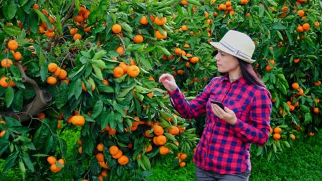 farmer woman analyzes tangerine trees and fruits.