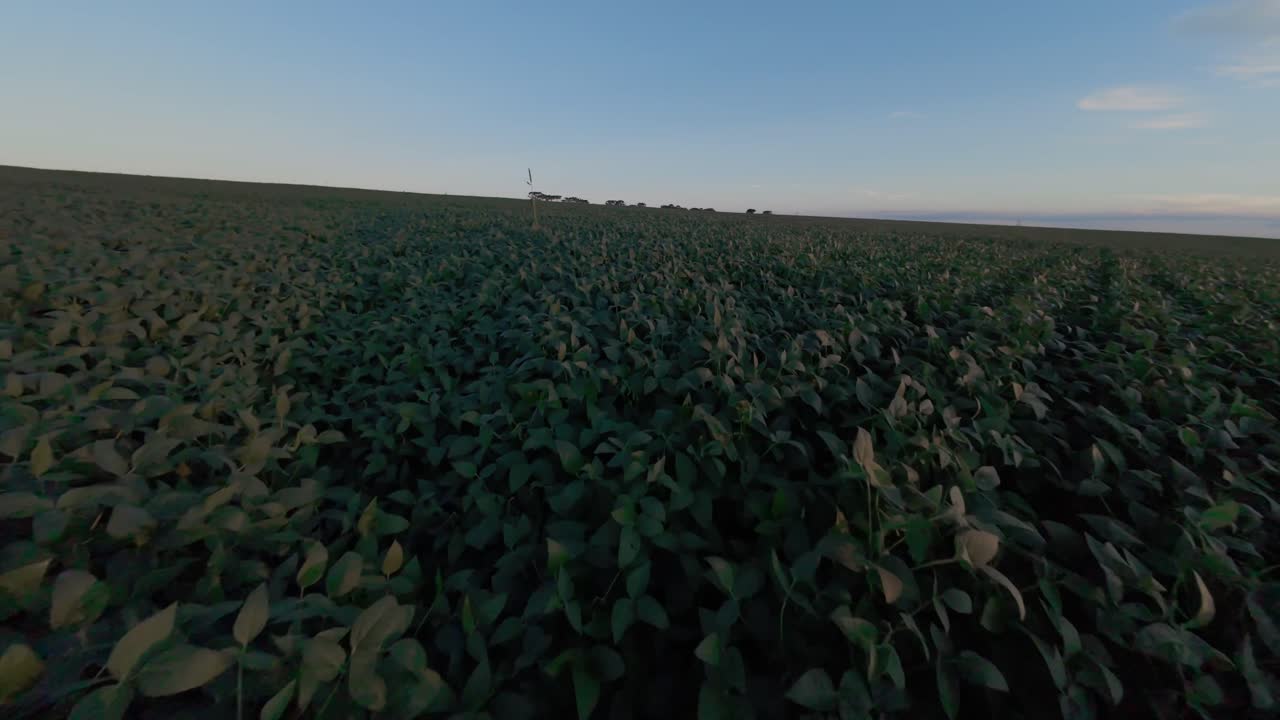 Aerial view of a soybean plantation stretching to the horizon in Goias, Brazil, bathed in the soft light of dusk, creating a serene and expansive agricultural landscape, fast dolly in drone shot