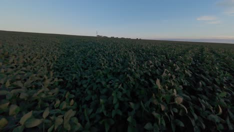 aerial view of a soybean plantation stretching to the horizon in goias, brazil, bathed in the soft light of dusk, creating a serene and expansive agricultural landscape, fast dolly in drone shot