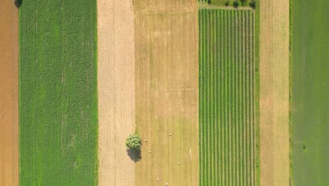 Luftaufnahme-Mit-Der-Landschaftsgeometriestruktur-Vieler-Landwirtschaftlicher-Felder-Mit-Verschiedenen-Pflanzen-Wie-Raps-In-Der-Blütezeit-Und-Grünem-Weizen