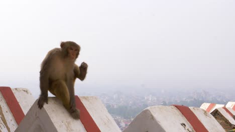 young monkey itching head on wall edge overlooking smog covered kathmandu in background, tracking shot