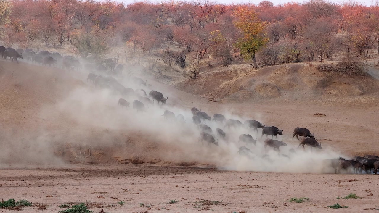 Mandria di bufali del Capo scende una collina polverosa verso un fiume in secca nel Sud Africa