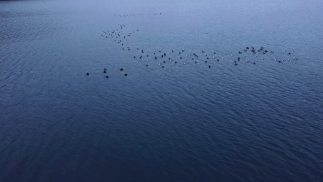 loon flock on lake close up dolly