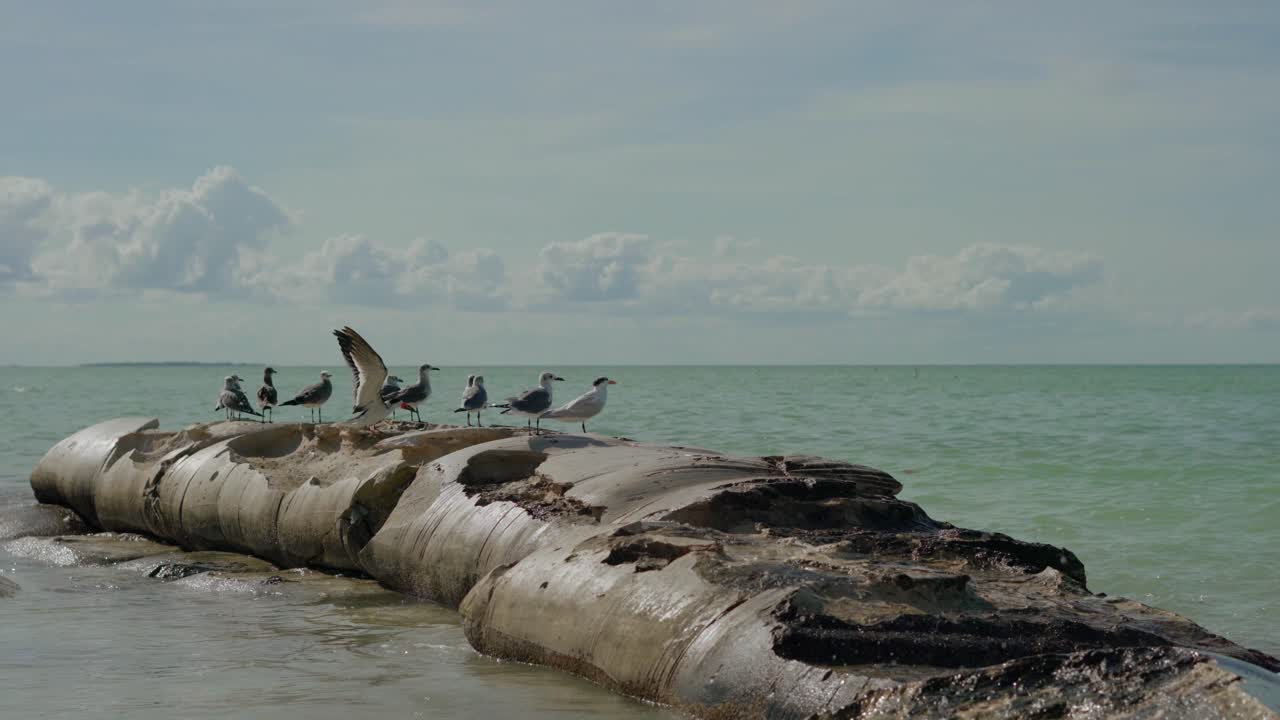 갈매기는 화창한 날 멕시코 유카탄 홀박스 섬에서 바위 위에서 일광욕을 합니다.