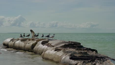 Las-Gaviotas-Toman-El-Sol-En-Las-Rocas-En-Un-Día-Soleado-En-La-Isla-De-Holbox,-Yucatán,-México