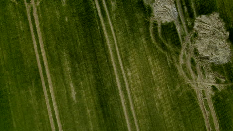 despegue de drones aéreos mirando hacia abajo en campos de cebada verde con huellas de tractor en el suelo
