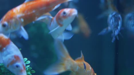 aquarium gold fish in water close up