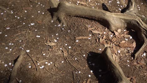 Abstract-view-of-ground-roots-with-fallen-Sakura-cherry-blossom-petals