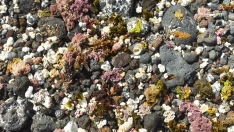 beach covered in sea rocks, algae and seaweed, close up view