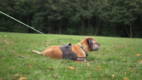 terrier dog on a leash resting in a park wide shot