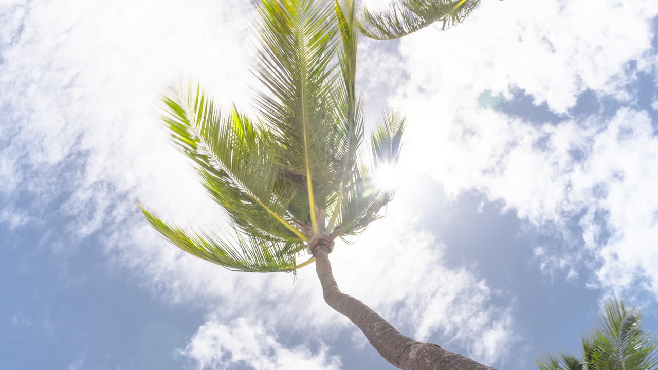 Zooming on timelapse of palm tree blowing in the wind on a sunny day in the Dominican Republic