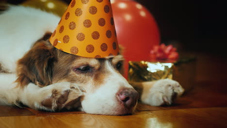 Portrait-Of-A-Cute-Birthday-Dog-In-A-Cap-Near-Balloons