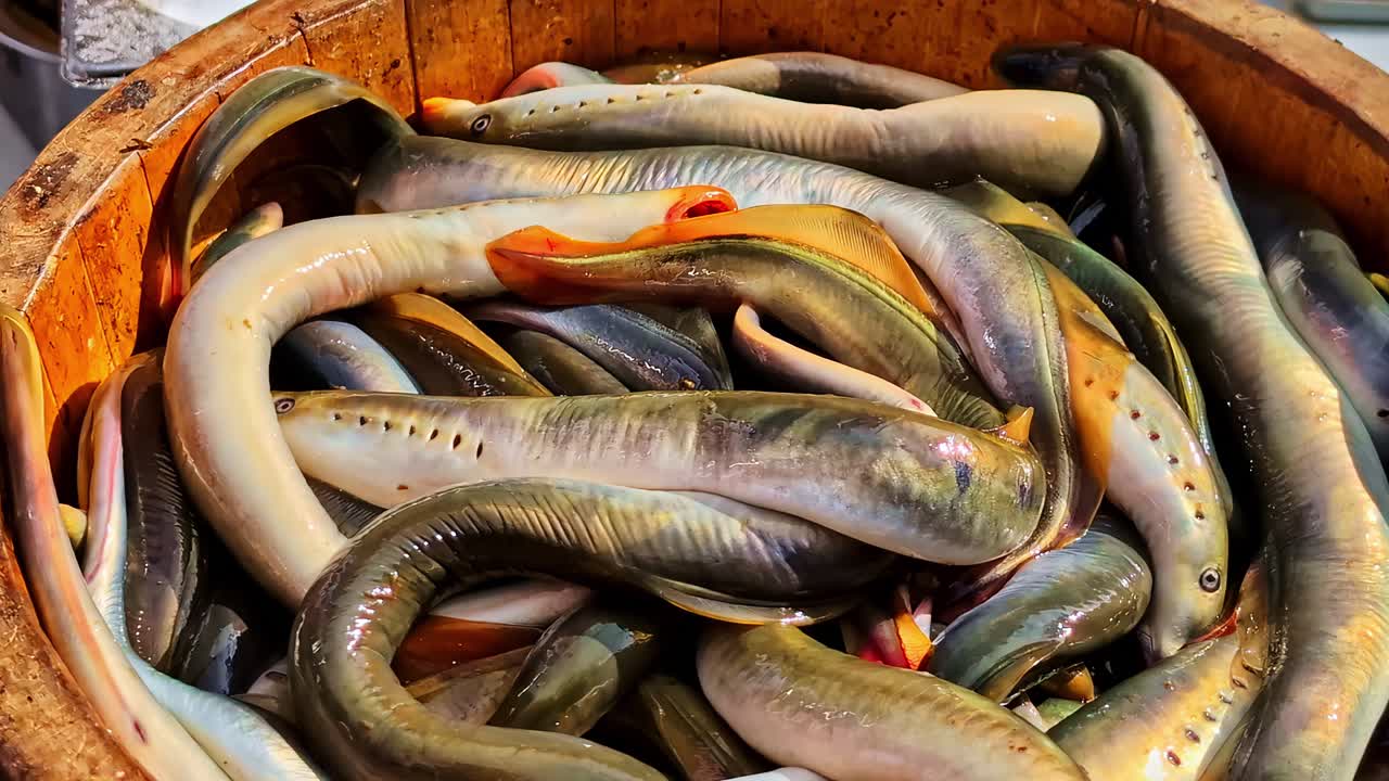 Lamprey eel fish ancient primitive species ready for cooking Baltic country specialities cuisine