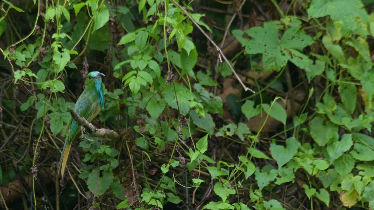 la cámara se aleja revelando este pájaro en busca de una abeja perfecta para comer, el comedor de abejas de barba azul nyctyornis athertoni, tailandia