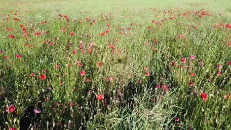 Sunny-day-over-field-of-blooming-poppies,-aerial-view