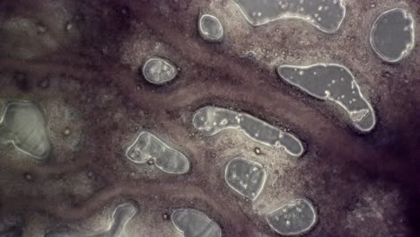 Mikroskopische-Ansicht-Der-Zytoplasmatischen-Strömung-Des-Schleimpilzes-Physarum-Polycephalum