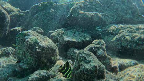 jong french angelfish swimming in shallow waters. slowmotion