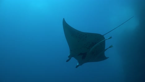 manta ray passing overhead on deep reef in the marquesas islands