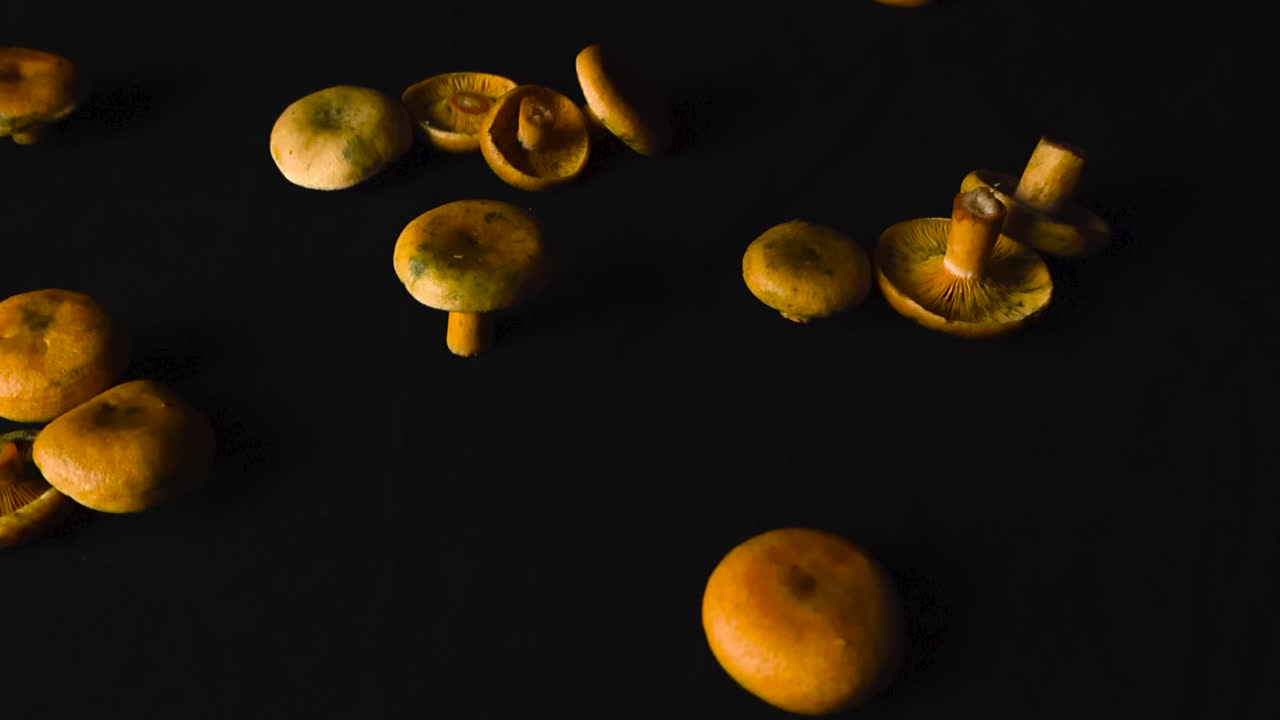 Close up top down view of colorful Orange Milkcap mushrooms placed on a black and dark studio background while lighted by goos potlight lights. Mushrooms are freshly cut and harvested from a forest