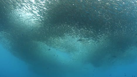 cloud of thousands of oxeye scad fish shoaling in shallow bay water