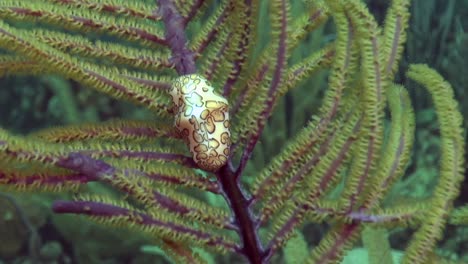 flamingo tongue snail