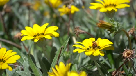 Sunny-day.Bees-fly-from-flower-to-flower