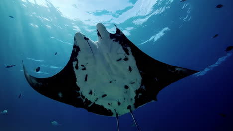 Majestic Manta Ray in the Deep Blue