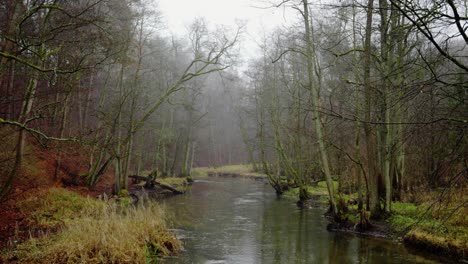 river flowing through the forest. a gloomy autumn day. view of the water and trees growing along the banks