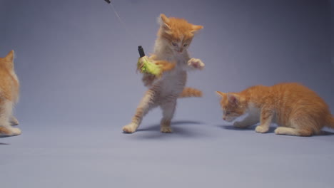three cute orange kittens play with toys against a blue background and tackle and wrestle each other