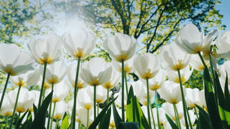 Sonne-Scheint-Durch-Weiße-Tulpen