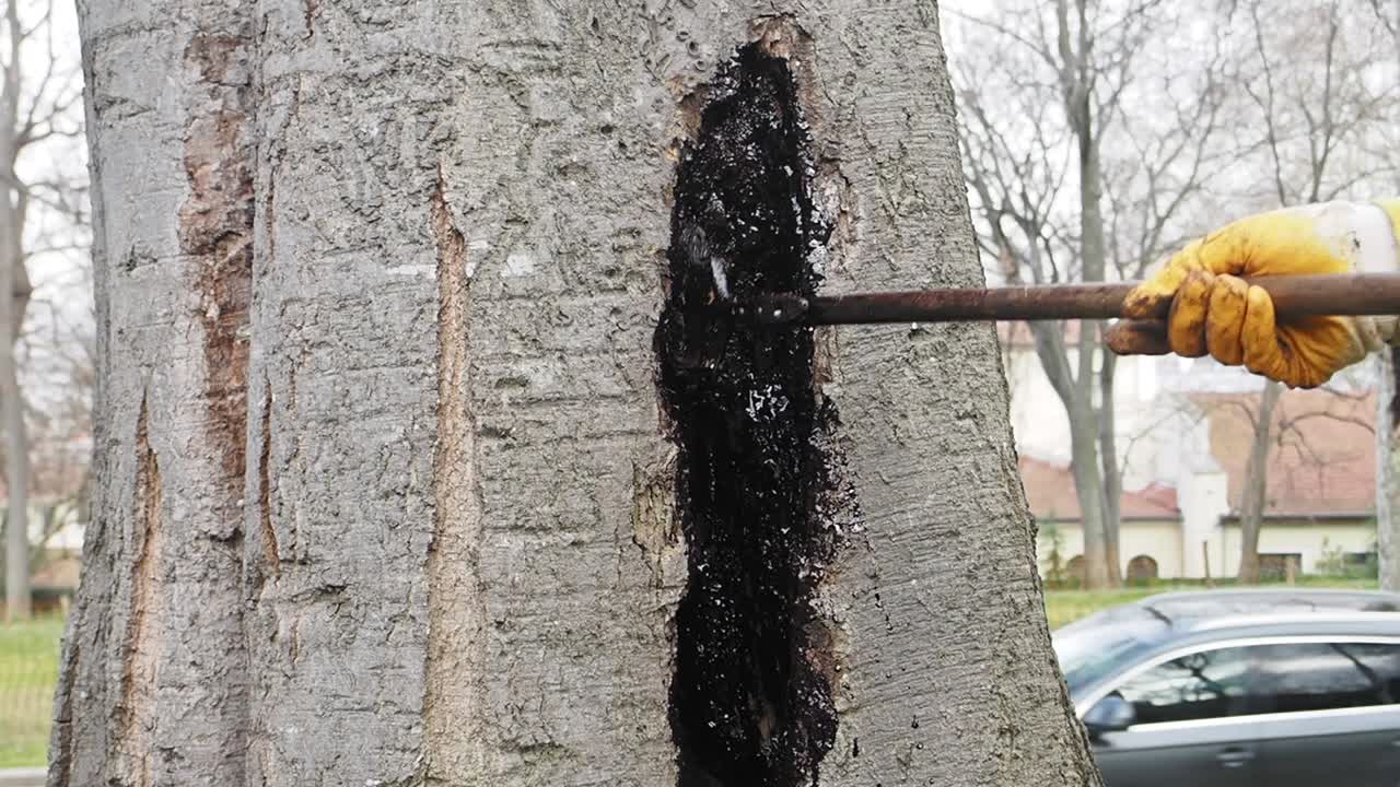 Treating a Damaged Tree Trunk