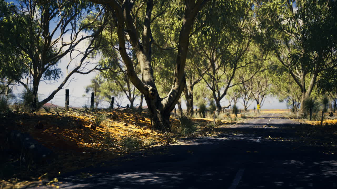 Scenic rural road lined with trees in a sunny landscape during daytime