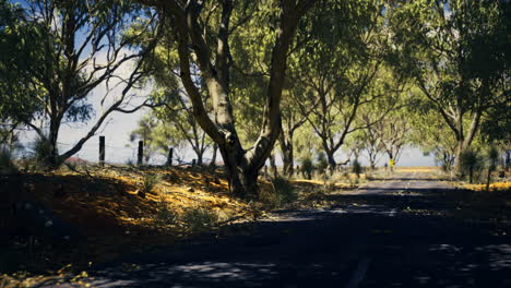 scenic rural road lined with trees in a sunny landscape during daytime