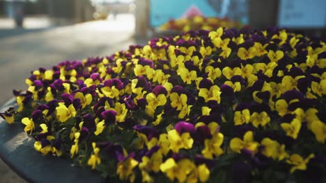 spring flowers in full bloom in south korea being swayed by the wind