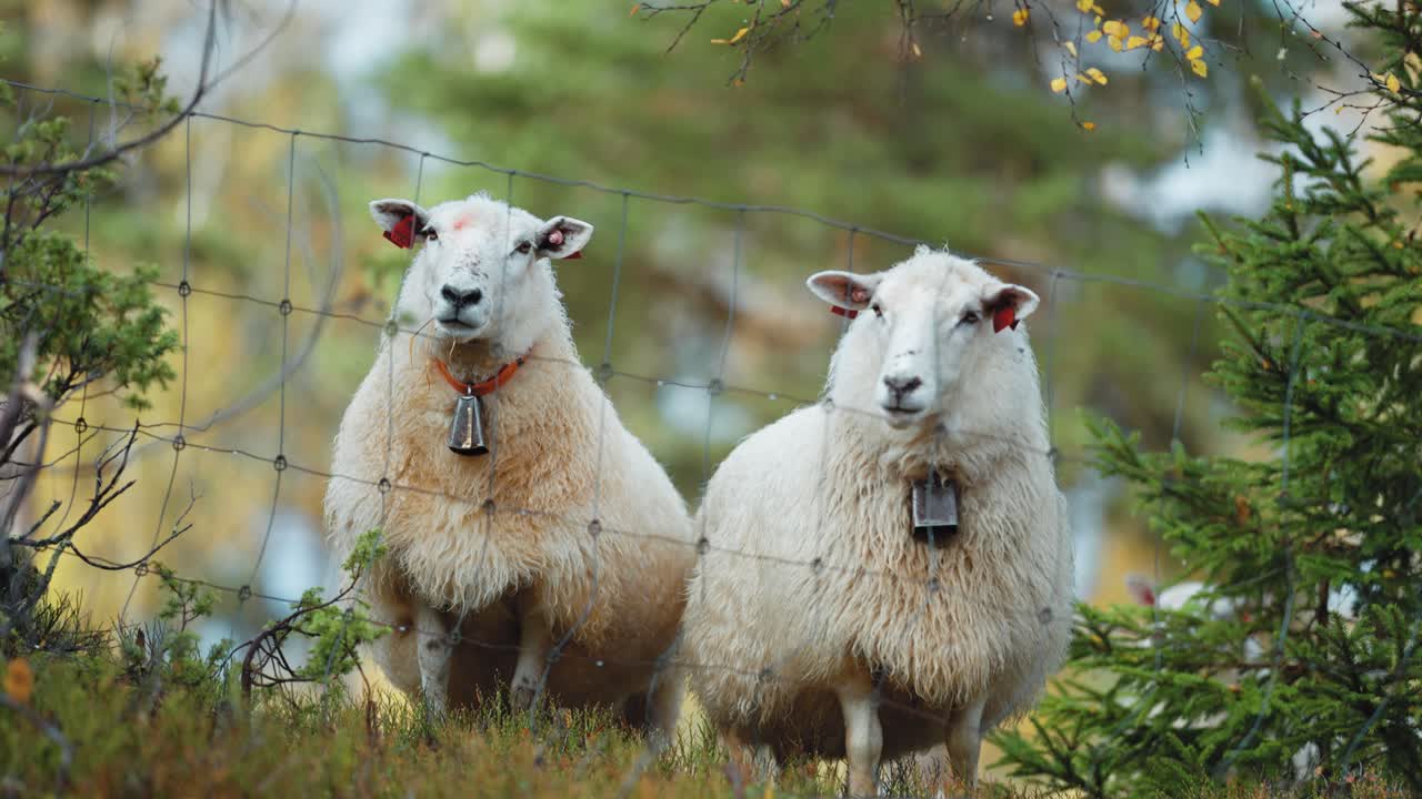 un par de ovejas de pie detrás de la valla de alambre eléctrico con campanas en sus espaldas, observando curiosamente los alrededores