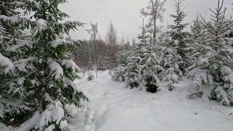 forward moving shot through spruce tree forest covered by snow during winter season