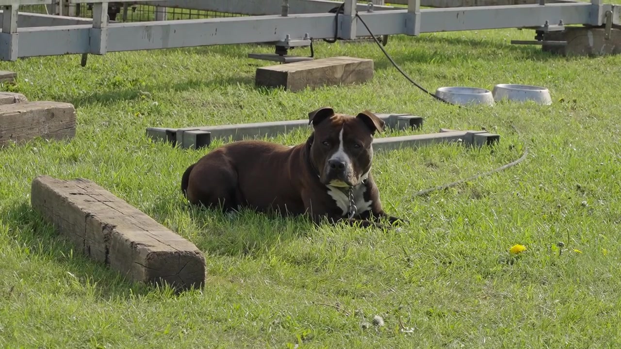 Ripresa statica di un cane marrone che riposa sull'erba verde nella natura, Zdar