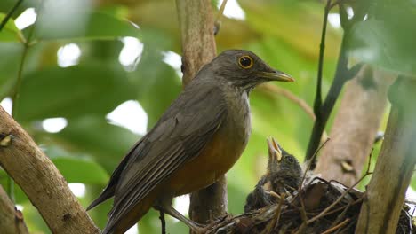 Red-bellied-thrush--fruits