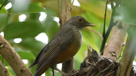 red-bellied thrush  fruits