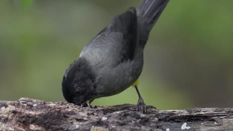 Yellow-thighed-finch-bird-in-extreme-close-up