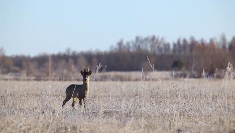 angry roe deer in mating season in frosty dry grass field