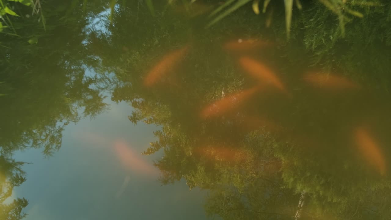reflejo en el agua con peces naranjas borrosos nadando en el estanque, estado de ánimo atmosférico